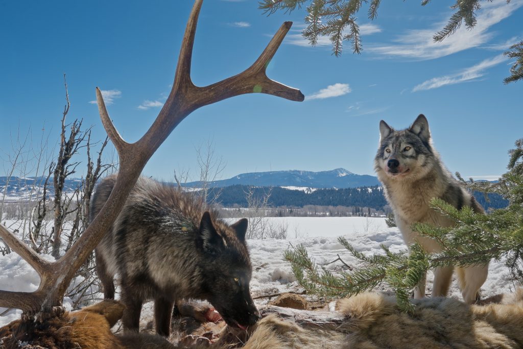 Un photographe a capturé ces 7 images incroyables après avoir placé des caméras autour d'un loup kill