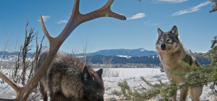 Un photographe a capturé ces 7 images incroyables après avoir placé des caméras autour d'un loup kill
