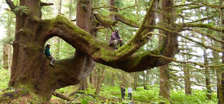 L'USDA révoque la règle sans route à l'échelle nationale pour augmenter les efforts de l'exploitation forestière
