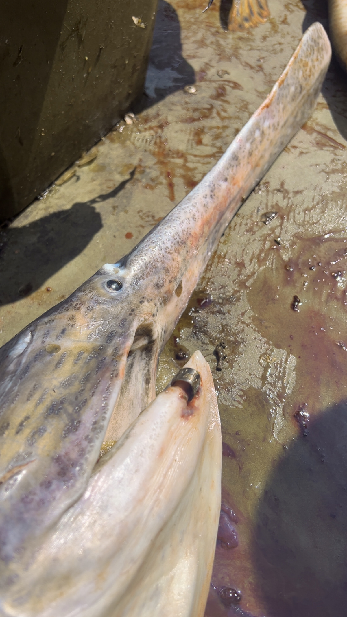 [Titre du site] Paddlefish nagé à près de 1 000 miles du Dakota du Sud au Kentucky