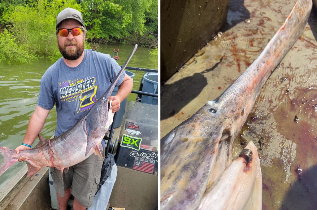 Paddlefish nagé à près de 1 000 miles du Dakota du Sud au Kentucky