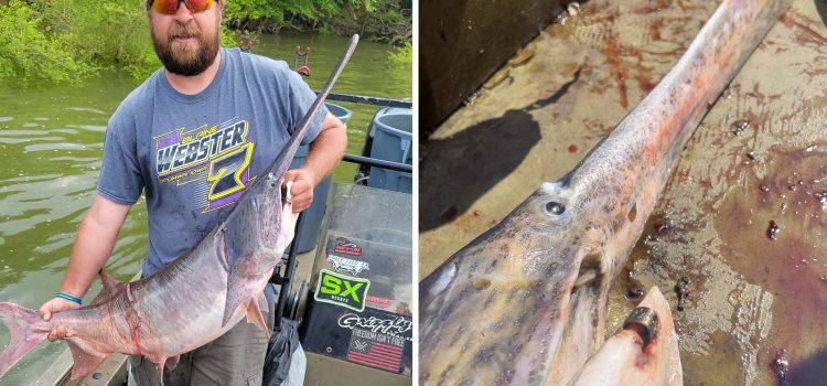 Paddlefish nagé à près de 1 000 miles du Dakota du Sud au Kentucky Paddlefish nagé à près de 1 000 miles du Dakota du Sud au Kentucky