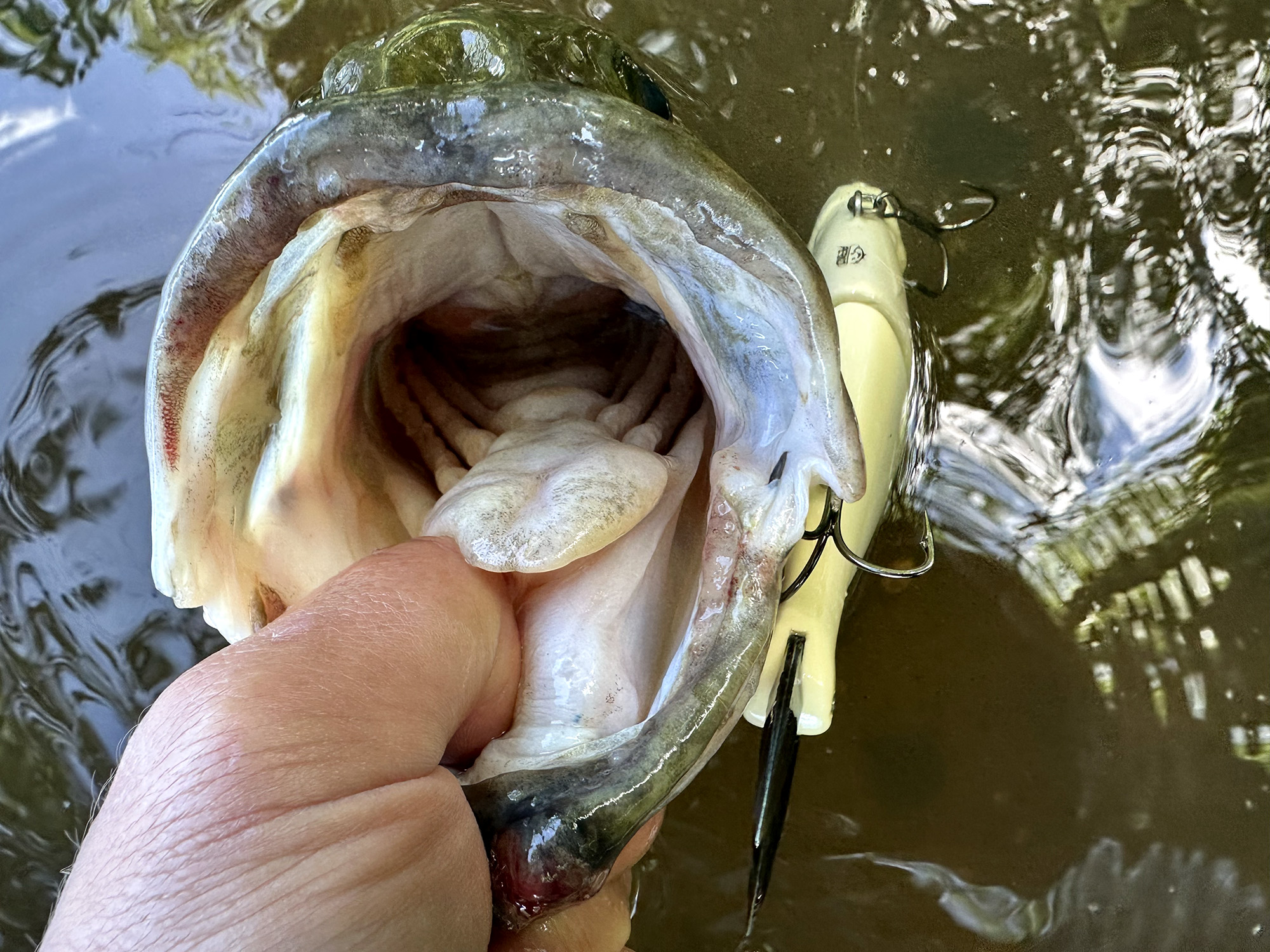 [Titre du site] Comment pêcher éthiquement pour les bars engendrés