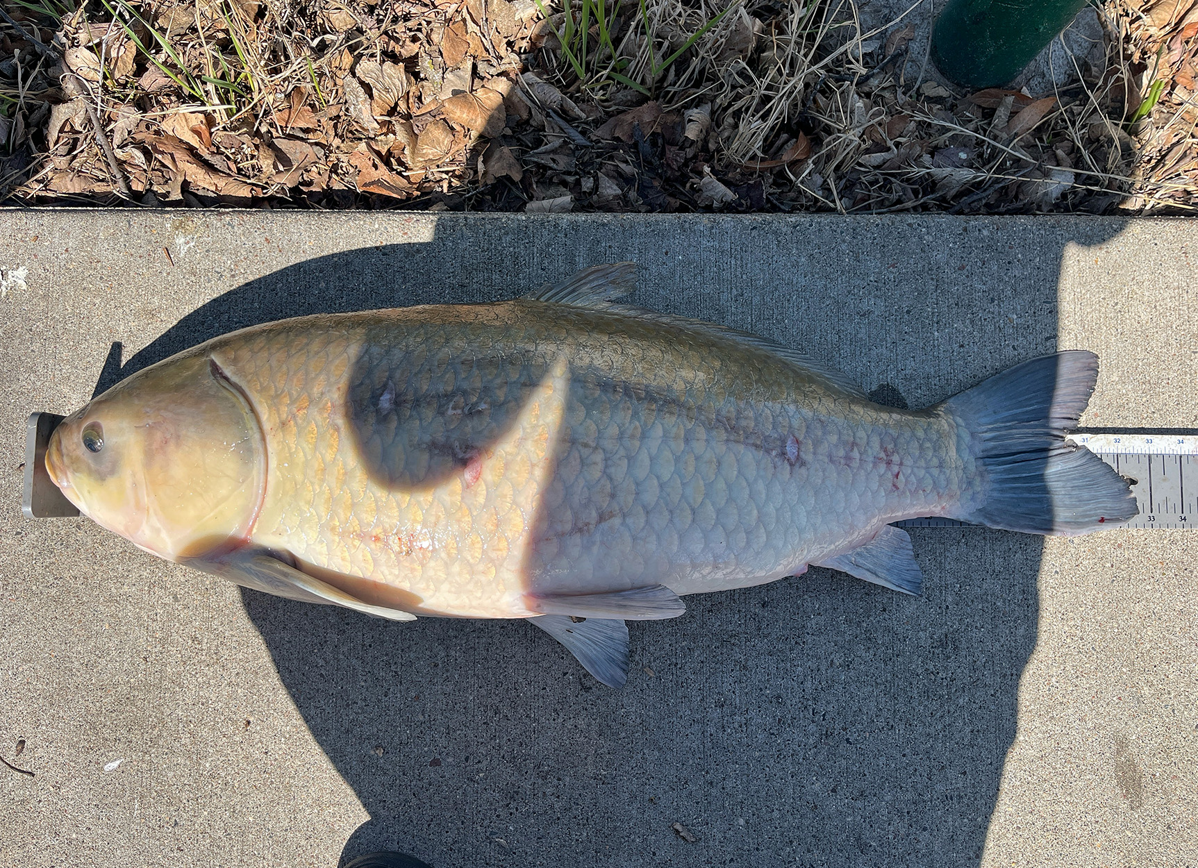 [Titre du site] Enregistrer Bigmouth Buffalo capturé dans les banlieues de Minneapolis