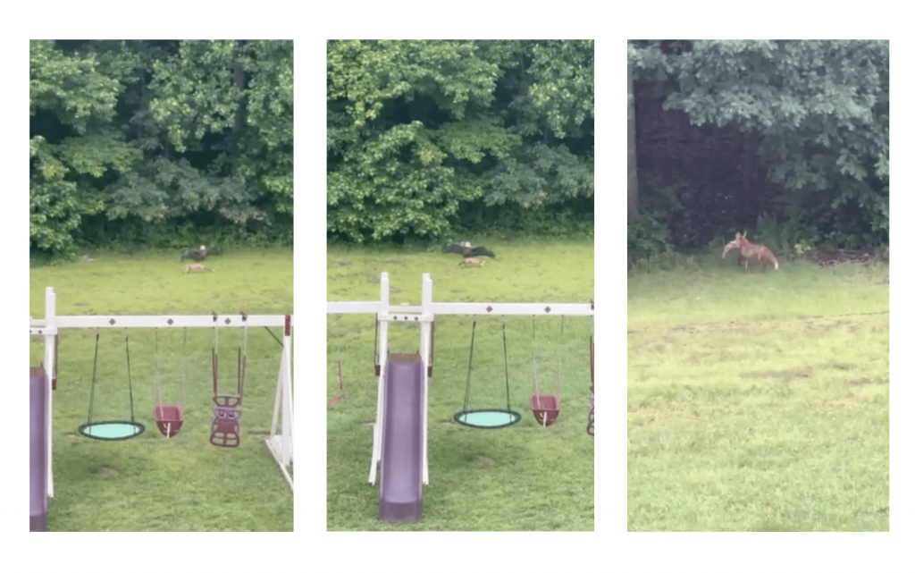 Fox et Bald Eagle se battent sur le poisson dans la cour du Maryland