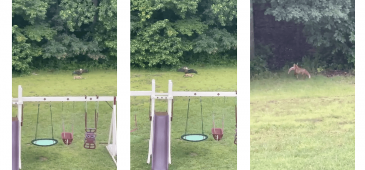 Fox et Bald Eagle se battent sur le poisson dans la cour du Maryland
