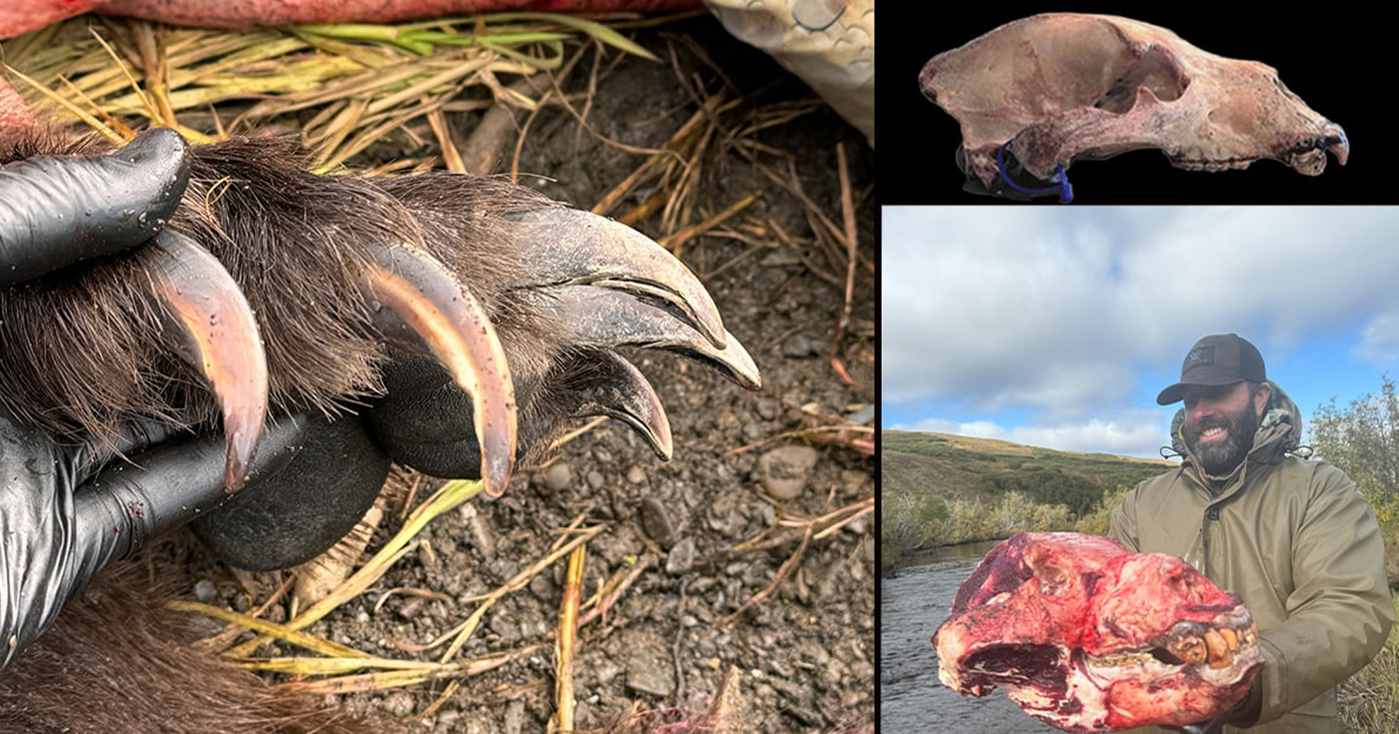 [Titre du site] Giant Grizzly pris en Alaska est un nouveau record du monde