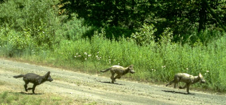 Le Colorado confirme plusieurs observations de chiot de loup
