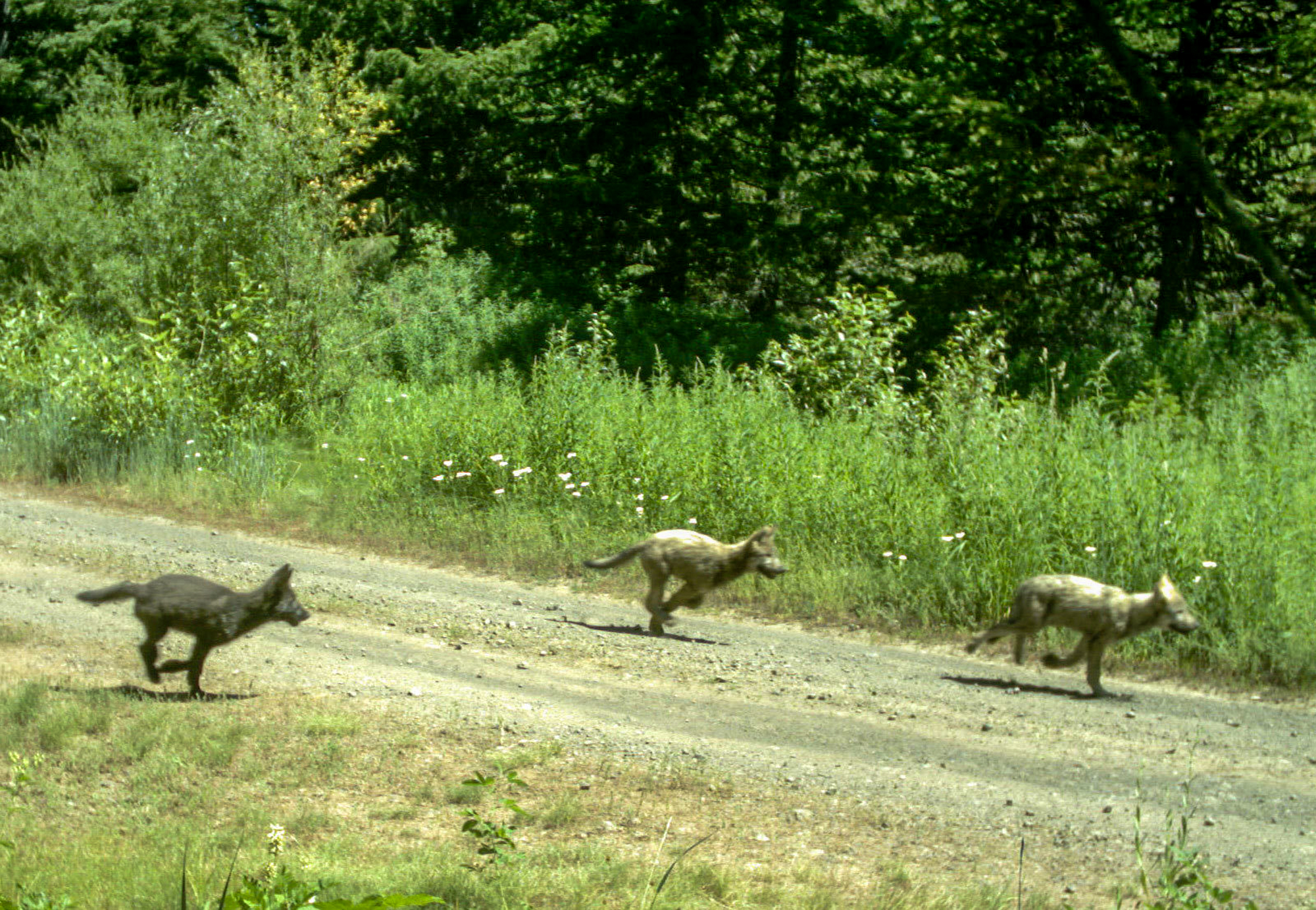 [Titre du site] Le Colorado confirme plusieurs observations de chiot de loup