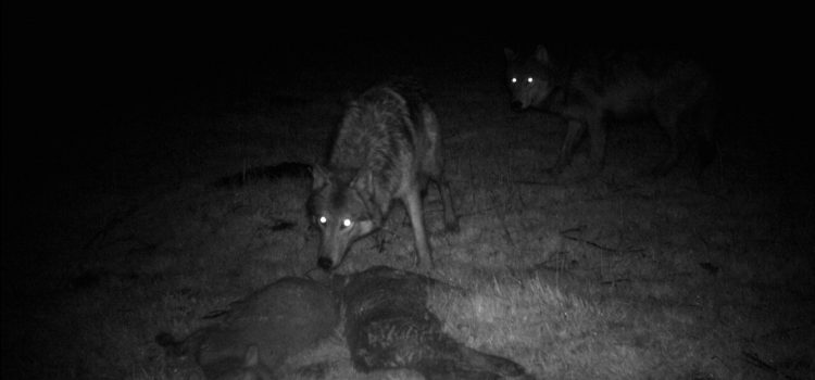 Le Colorado euthanasie loup gris qui s’attaquait au bétail Le Colorado euthanasie loup gris qui s'attaquait au bétail