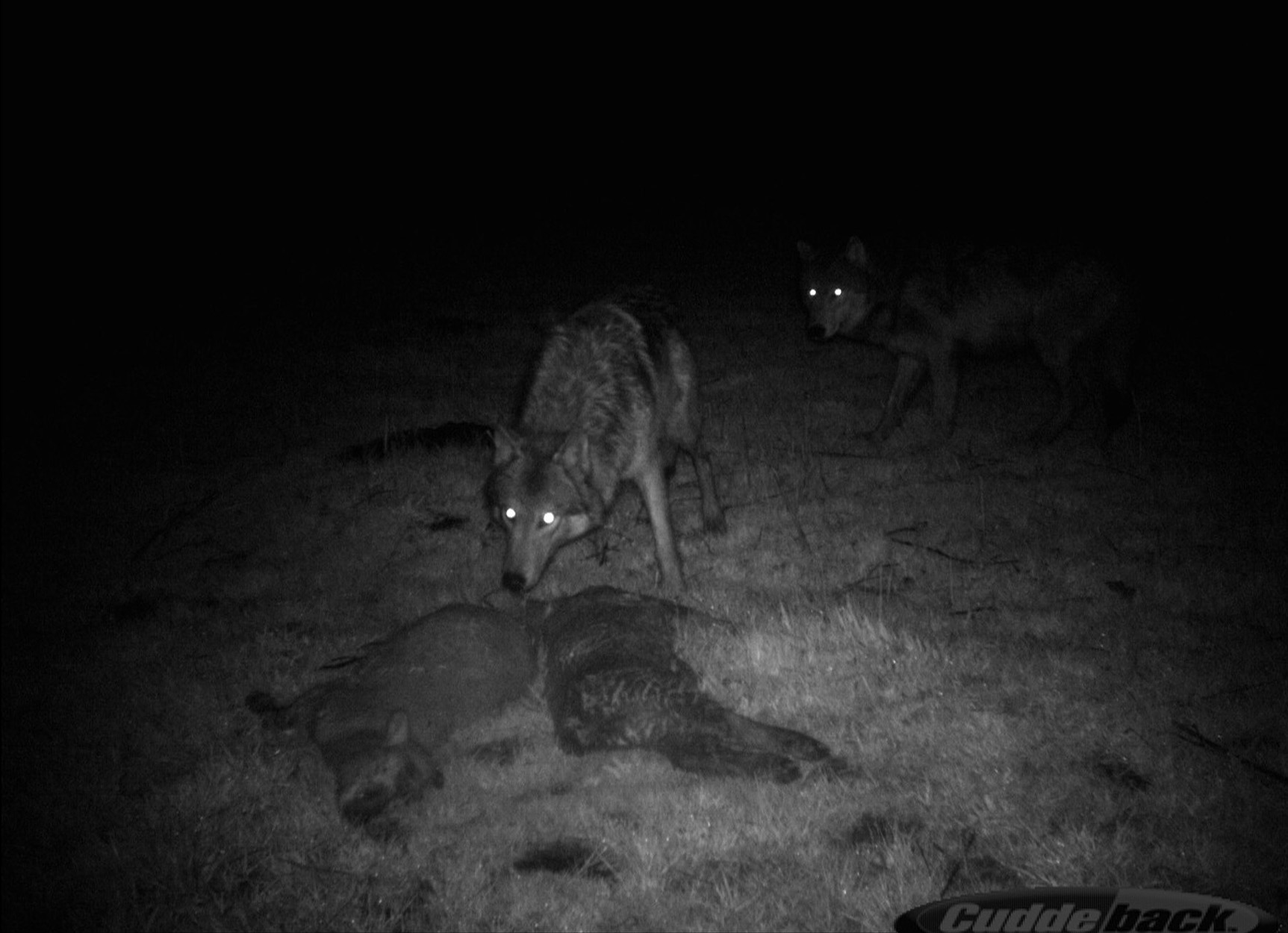 [Titre du site] Le Colorado euthanasie loup gris qui s'attaquait au bétail