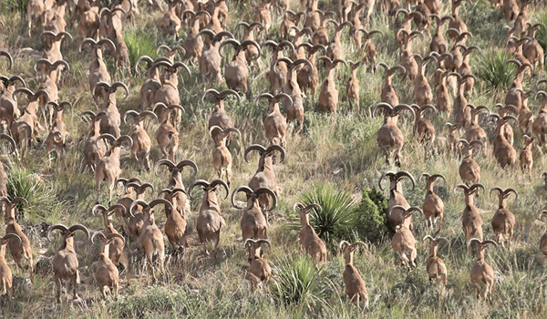 Le Texas vient de légaliser la chasse à Aoudad à partir d'hélicoptères
