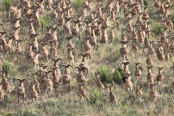 [Titre du site] Le Texas vient de légaliser la chasse à Aoudad à partir d'hélicoptères