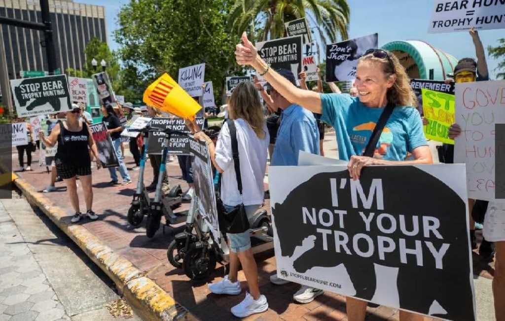 Les anti-chasseurs essaient de saboter la chasse à l'ours en Floride en inondant la loterie