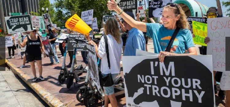 Les anti-chasseurs essaient de saboter la chasse à l’ours en Floride en inondant la loterie Les anti-chasseurs essaient de saboter la chasse à l'ours en Floride en inondant la loterie