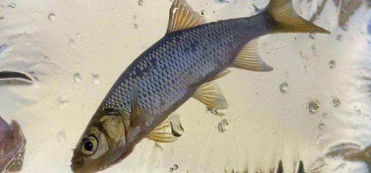 Les minuscules robots comestibles pourraient-ils devenir l'avenir de l'appât «en direct»?
