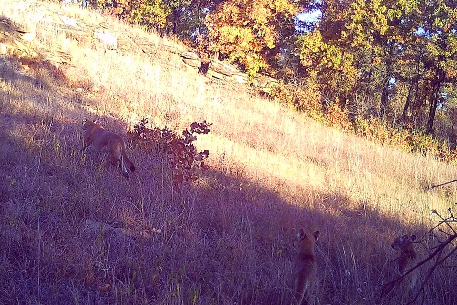 [Titre du site] Les photos de la caméra de sentier confirment des chatons de lion de montagne en Oklahoma