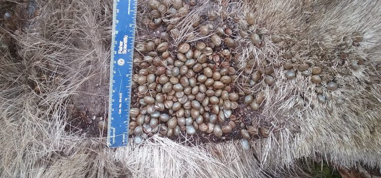 Les tiques de vampire ravagent les orignaux. La chasse pourrait aider
