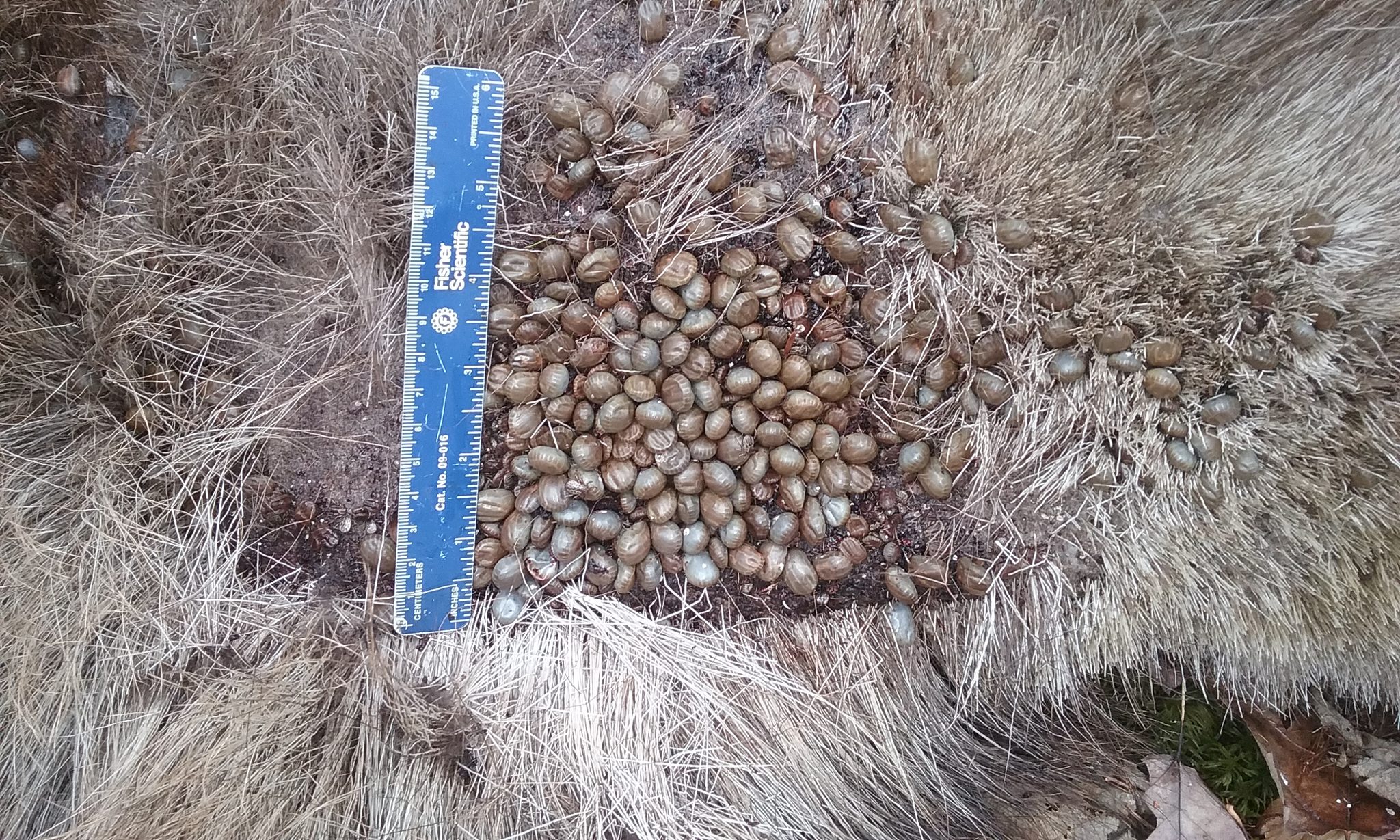 [Titre du site] Les tiques de vampire ravagent les orignaux. La chasse pourrait aider