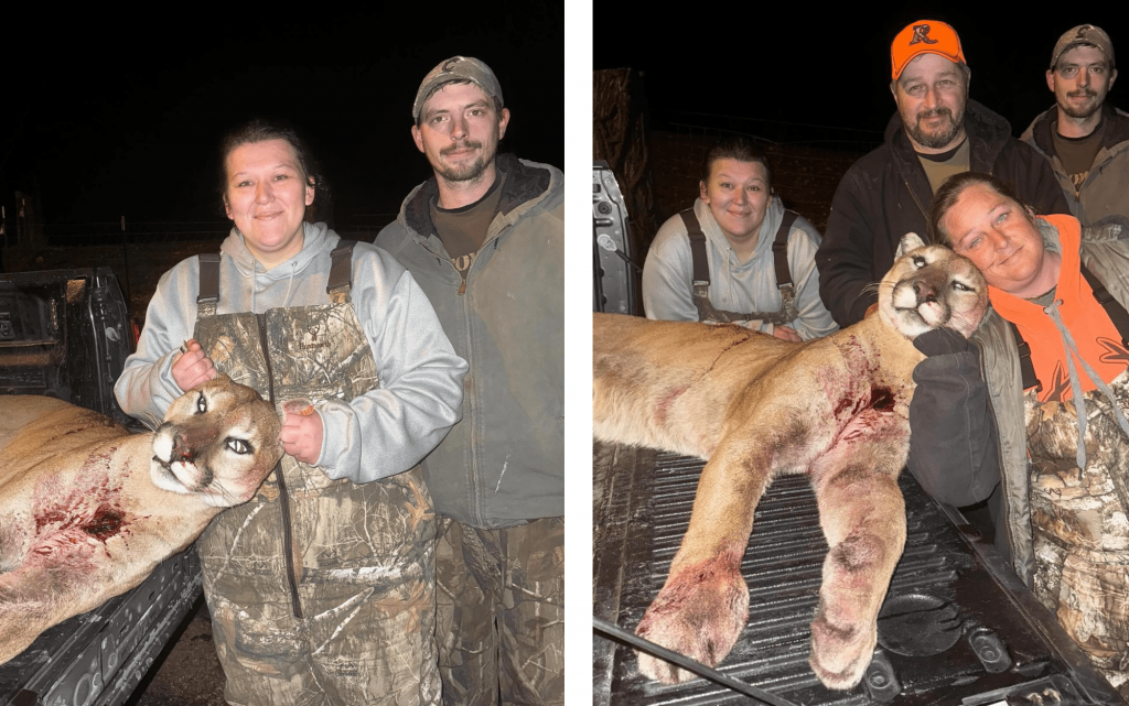 Missouri Hunter tire illégalement sur Mountain Lion qui a parcouru 800 miles