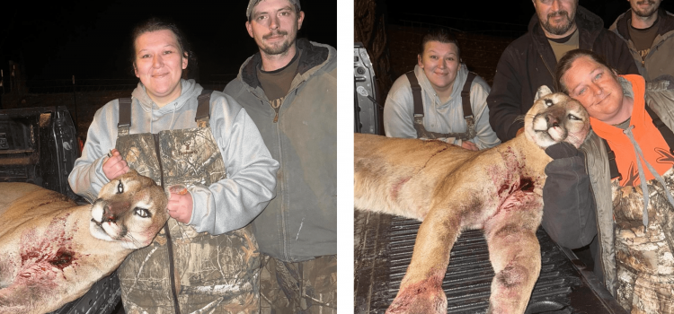 Missouri Hunter tire illégalement sur Mountain Lion qui a parcouru 800 miles
