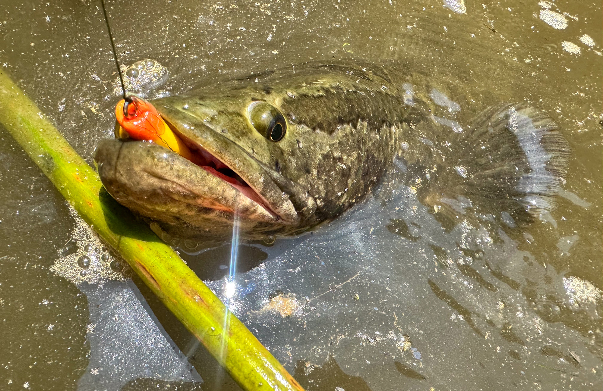 [Titre du site] Podcast de frappe rapide: ne faites pas ces erreurs de tête de serpent communes