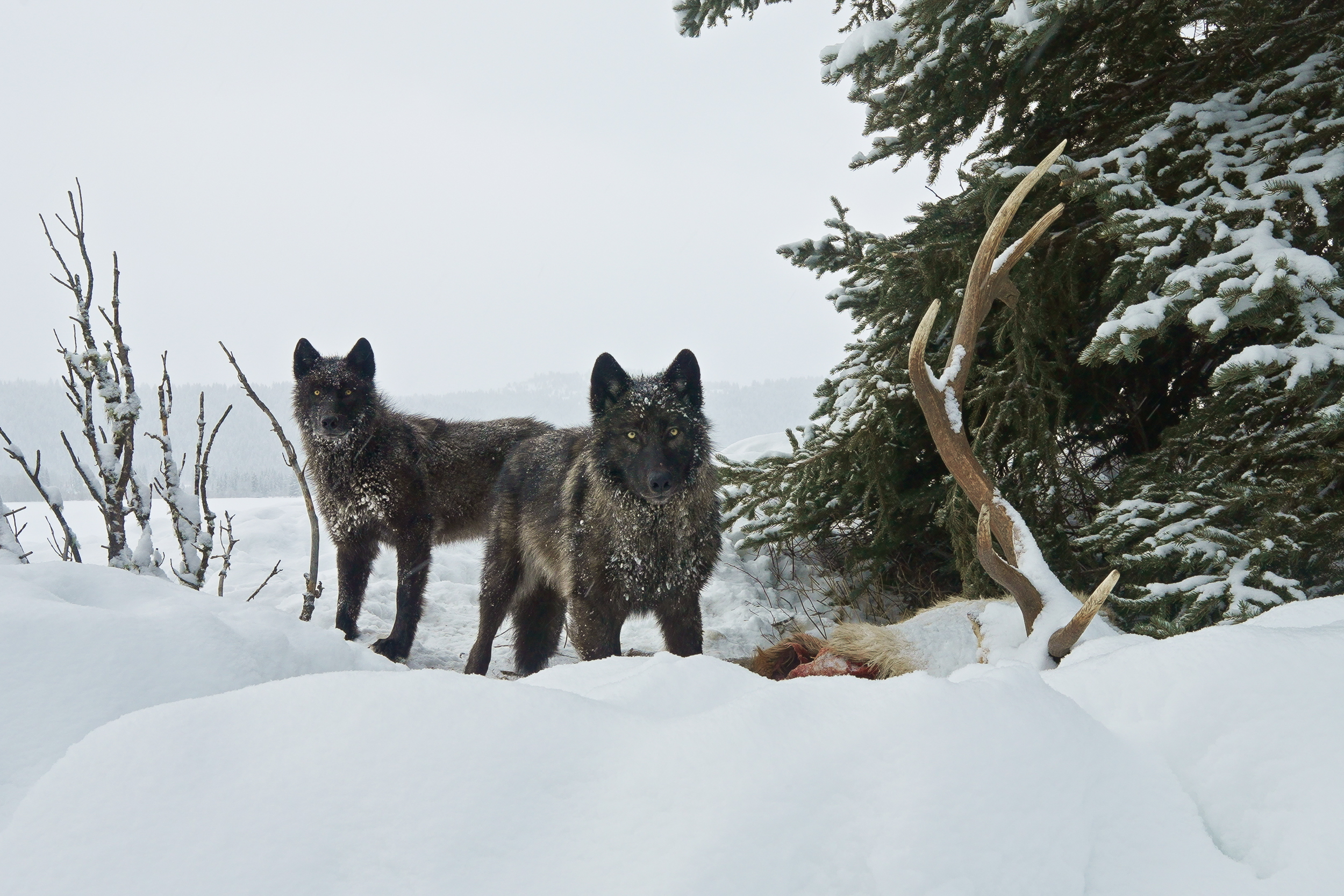 [Titre du site] Un photographe a capturé ces 7 images incroyables après avoir placé des caméras autour d'un loup kill