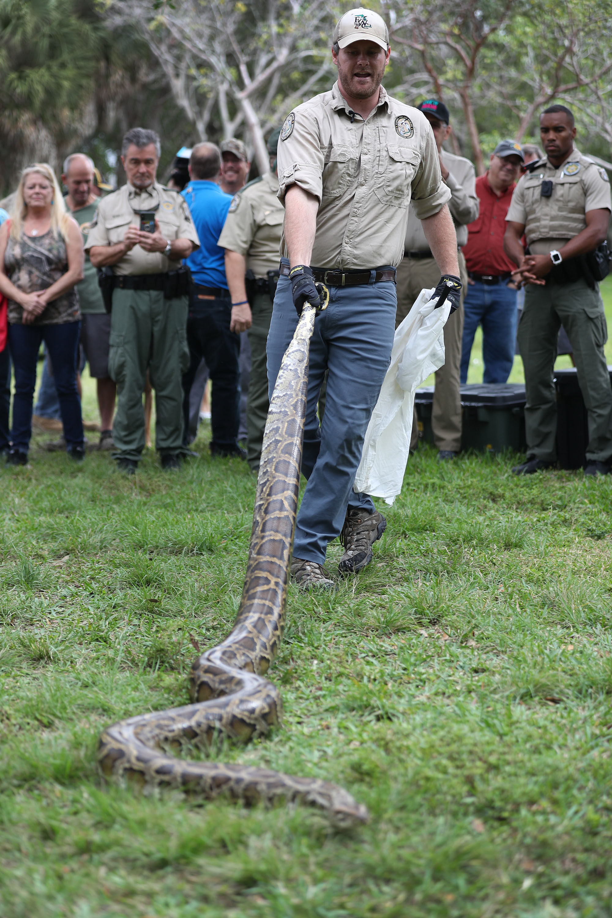 [Titre du site] 19 photos de serpents étranges et sauvages du Florida Python Challenge