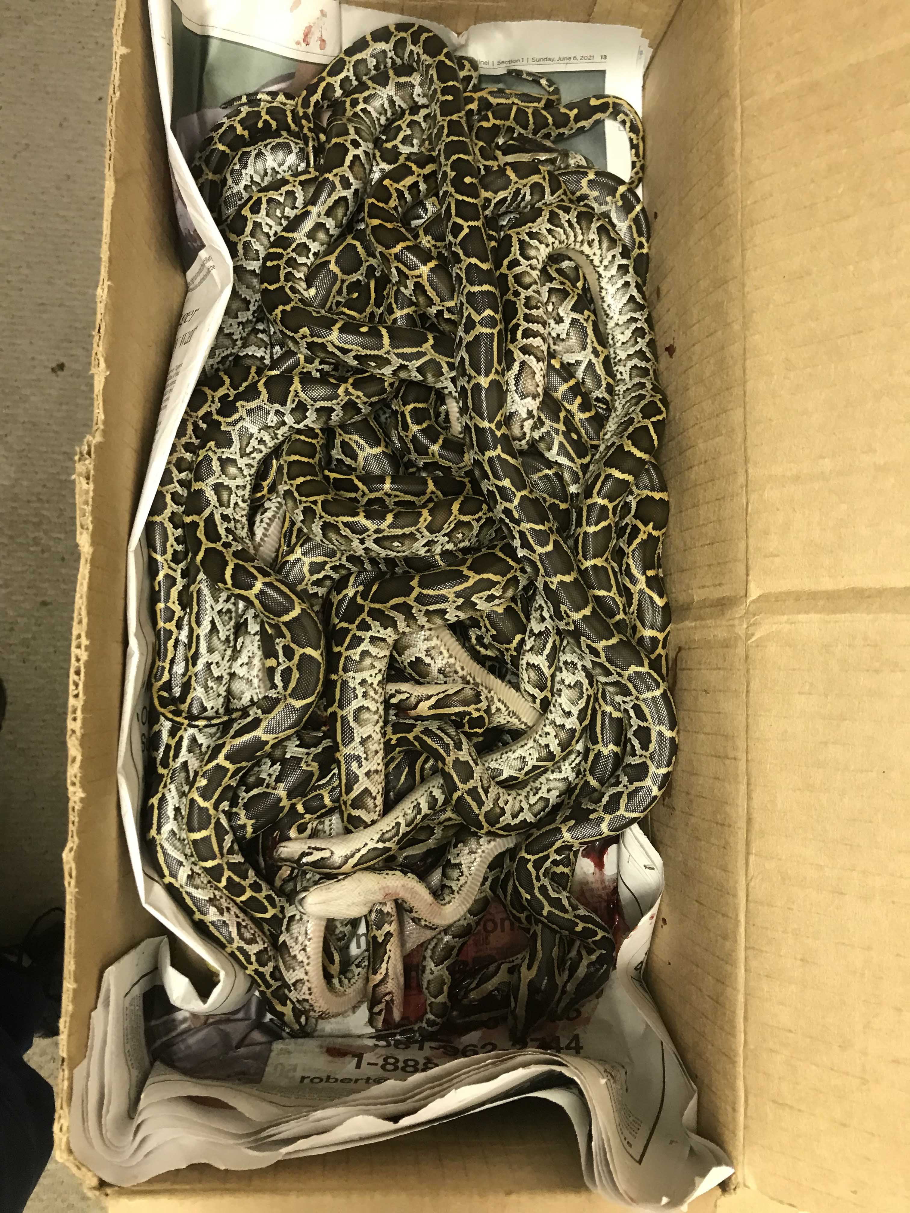 [Titre du site] 19 photos de serpents étranges et sauvages du Florida Python Challenge