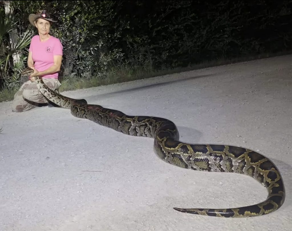 19 photos de serpents étranges et sauvages du Florida Python Challenge