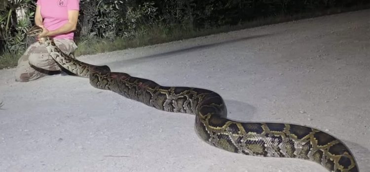 19 photos de serpents étranges et sauvages du Florida Python Challenge 19 photos de serpents étranges et sauvages du Florida Python Challenge