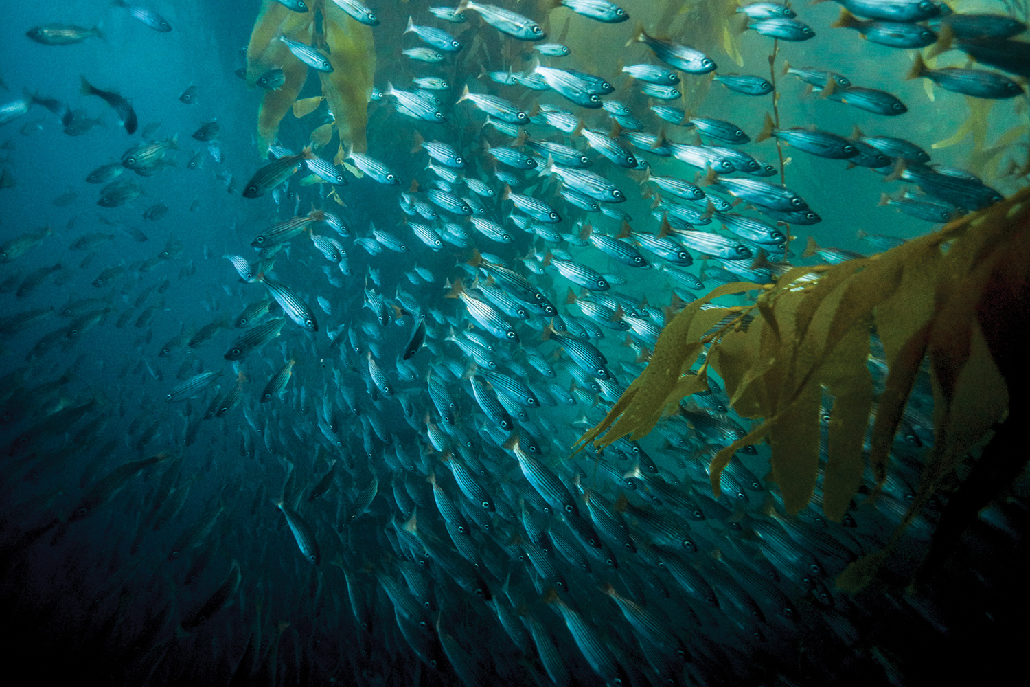 [Titre du site] Ce qu'il faut pour Spearfish pour le bar blanc dans le sud de la Californie