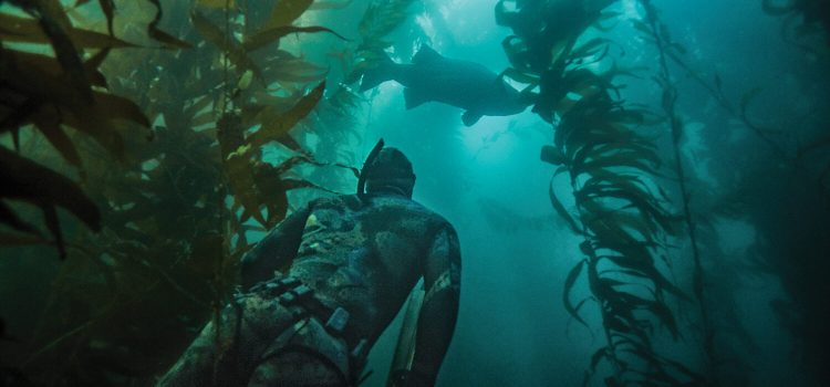 Ce qu’il faut pour Spearfish pour le bar blanc dans le sud de la Californie Ce qu'il faut pour Spearfish pour le bar blanc dans le sud de la Californie