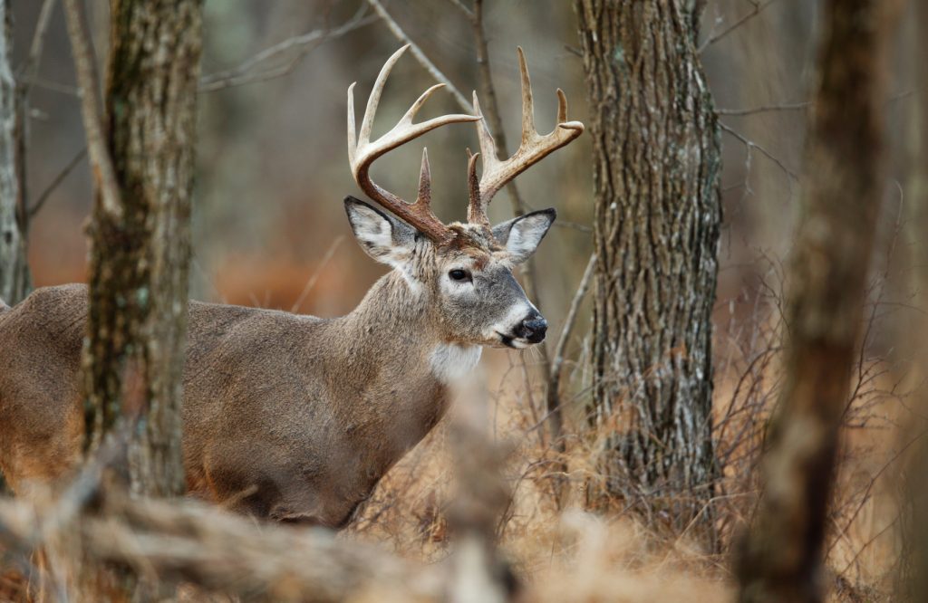 Chasseurs, réjouissez-vous. L'interdiction de la Pennsylvanie le dimanche à la chasse est levée