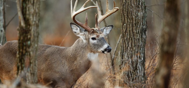 Chasseurs, réjouissez-vous. L'interdiction de la Pennsylvanie le dimanche à la chasse est levée
