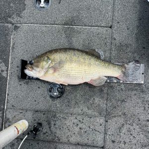 Un homme de Floride a attrapé ce poisson lors d'un tournoi. Il a battu un record d'État de 40 ans