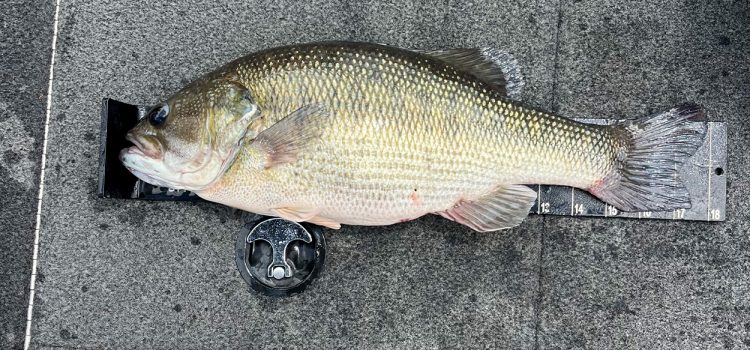 Un homme de Floride a attrapé ce poisson lors d'un tournoi. Il a battu un record d'État de 40 ans
