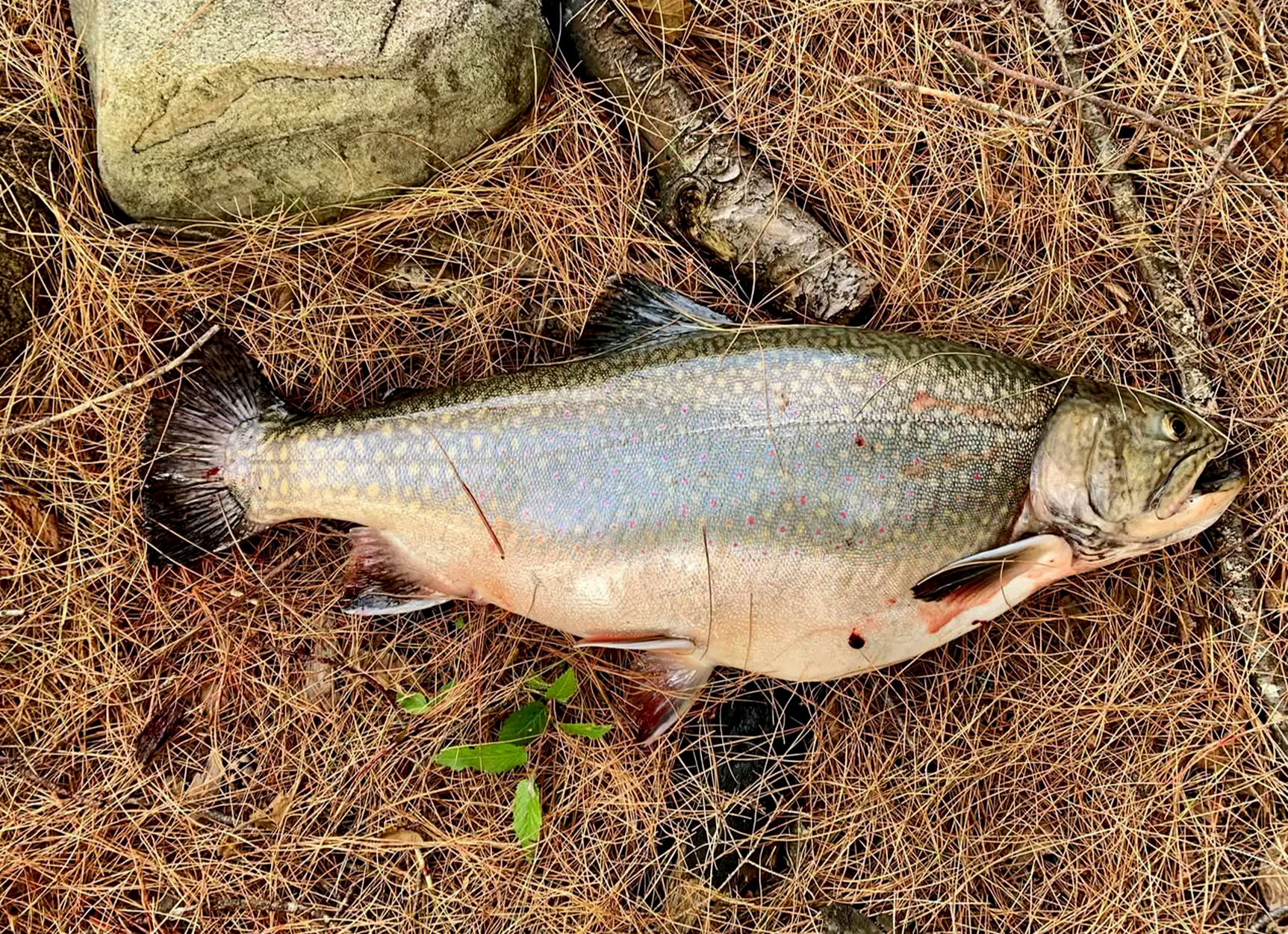 [Titre du site] Canoe Tripper attrape, conserve la truite enregistrée dans l'arrière-pays