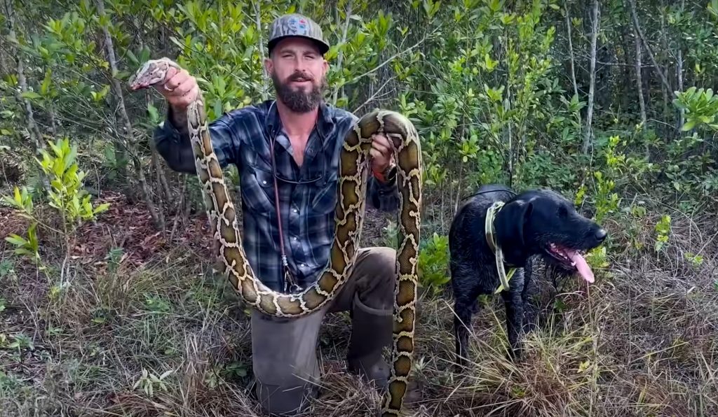 Le chien Python le plus célèbre d'Amérique meurt à mi-chasse. Mais sa lignée vit