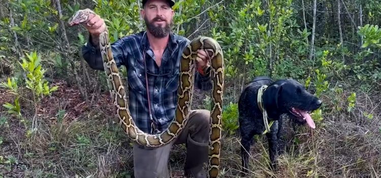 Le chien Python le plus célèbre d’Amérique meurt à mi-chasse. Mais sa lignée vit Le chien Python le plus célèbre d'Amérique meurt à mi-chasse. Mais sa lignée vit