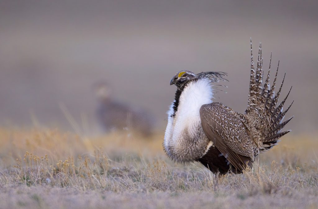 Le tétras de la sauge du Dakota du Nord a-t-il complètement fait un clin d'œil?