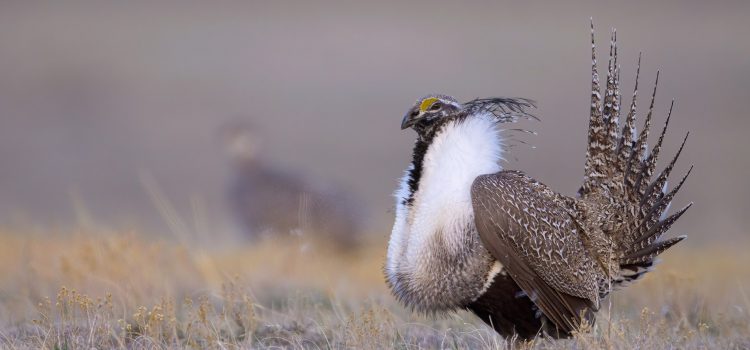 Le tétras de la sauge du Dakota du Nord a-t-il complètement fait un clin d’œil? Le tétras de la sauge du Dakota du Nord a-t-il complètement fait un clin d'œil?
