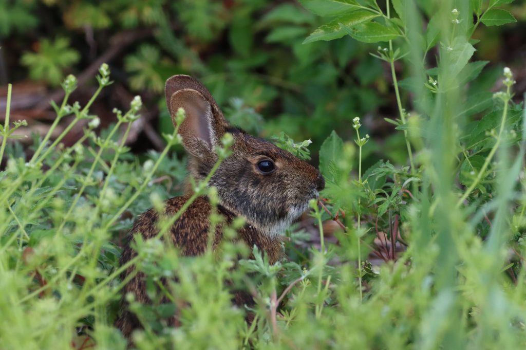 La Floride vient de déployer 40 lapins robots dans les Everglades