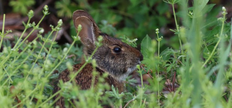 La Floride vient de déployer 40 lapins robots dans les Everglades La Floride vient de déployer 40 lapins robots dans les Everglades