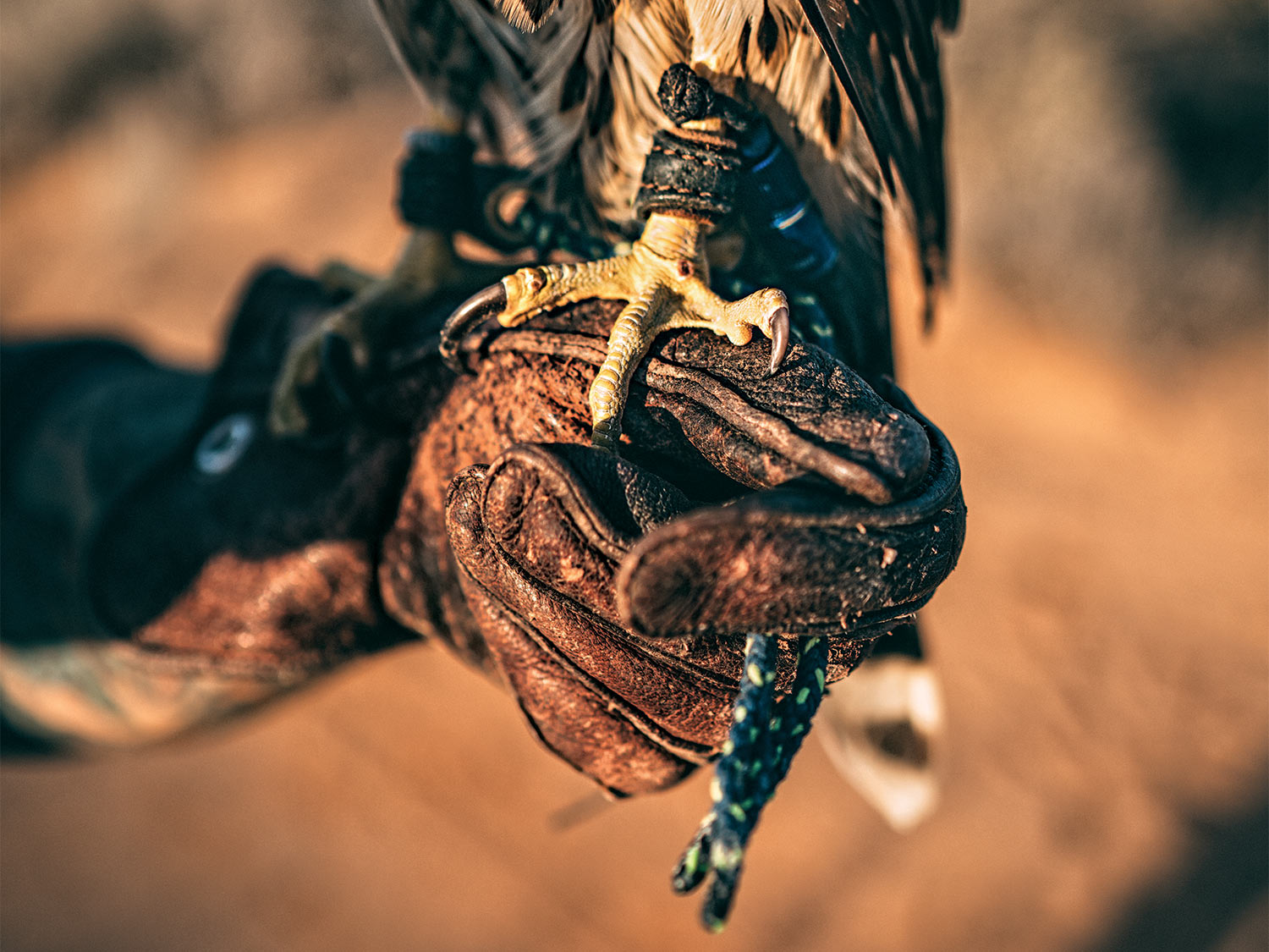 [Titre du site] La fauconnerie demande une discipline, une endurance et une meute de chiens d'oiseaux