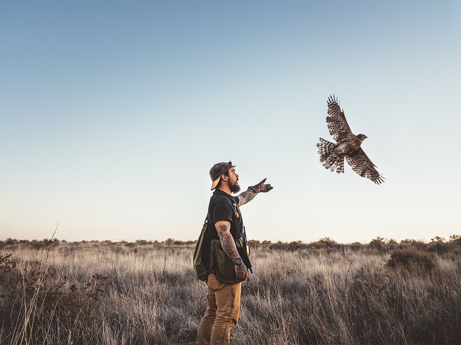 [Titre du site] La fauconnerie demande une discipline, une endurance et une meute de chiens d'oiseaux