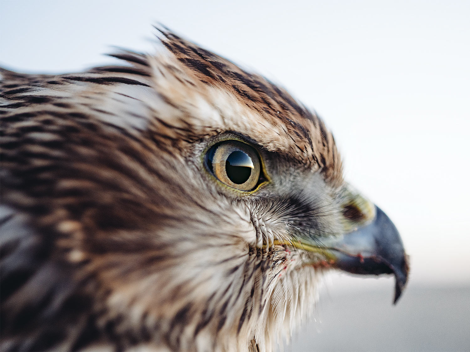 [Titre du site] La fauconnerie demande une discipline, une endurance et une meute de chiens d'oiseaux