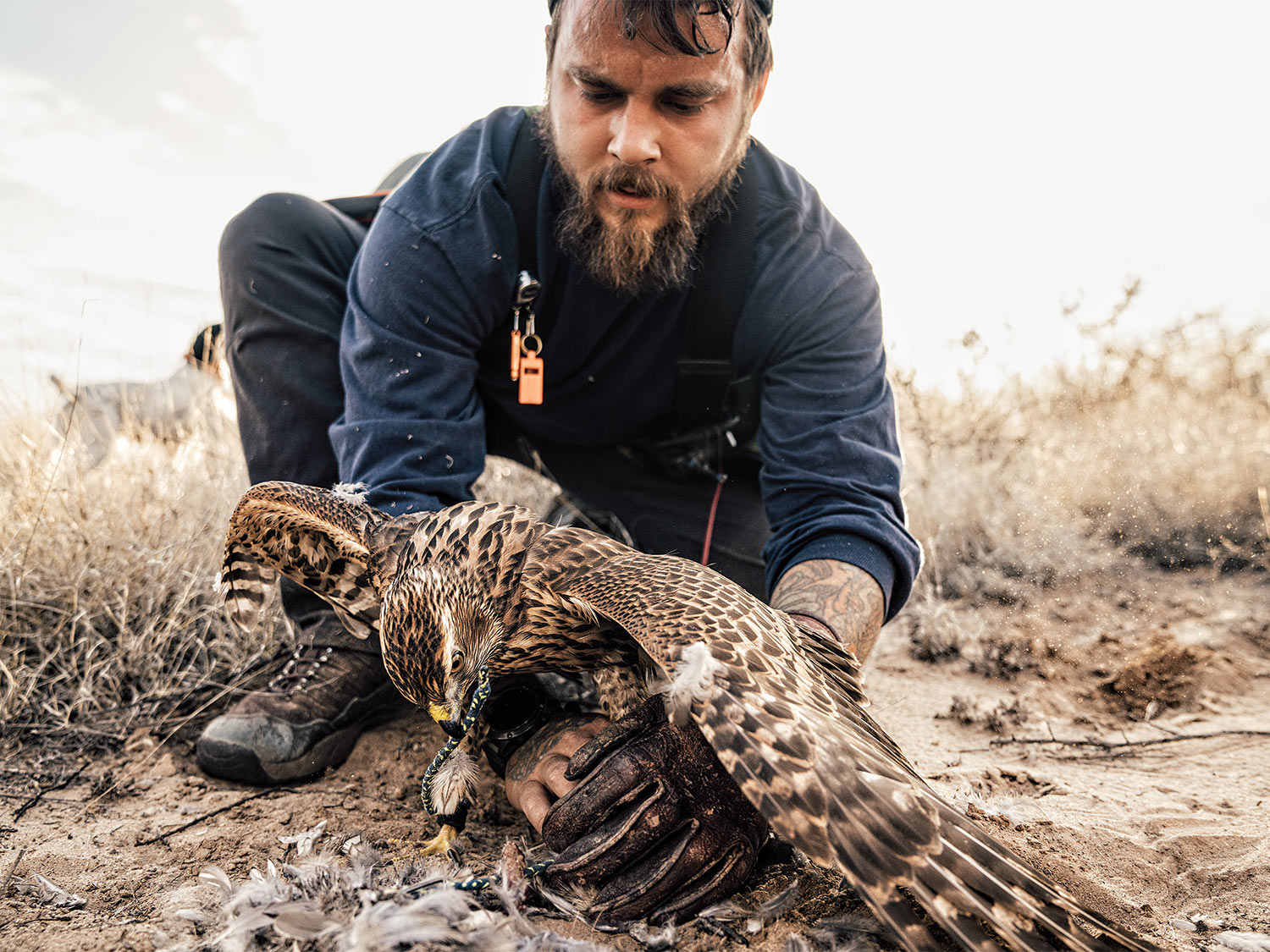[Titre du site] La fauconnerie demande une discipline, une endurance et une meute de chiens d'oiseaux