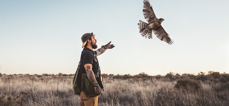 La fauconnerie demande une discipline, une endurance et une meute de chiens d’oiseaux La fauconnerie demande une discipline, une endurance et une meute de chiens d'oiseaux