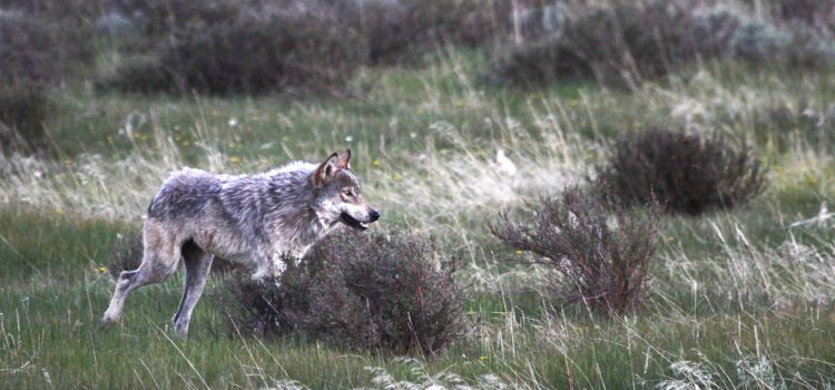 Le Colorado suspend le piégeage après qu’un loup ait déclenché un piège à coyote lors d’une opération de bétail et est mort Le Colorado suspend le piégeage après qu'un loup ait déclenché un piège à coyote lors d'une opération de bétail et est mort